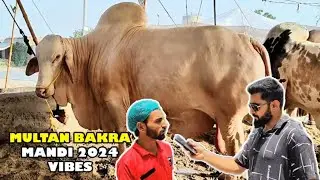 Bakra Mandi 2024 Multan | Funny Vlog | Friendography