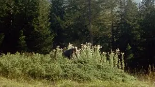 Memory is an Animal, It Barks with Many Mouths - teaser | IFFR 2025