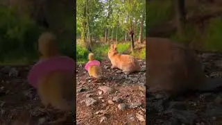 just cute duckling and bunny. Check the comments! #tiktok #cute #shorts #bunny #duckling