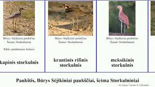 Pauk&scaron;tis, Būrys Sėjikiniai pauk&scaron;čiai, &scaron;eima Storkulniniai storkulnis bird rifinis Burhinidae lt.