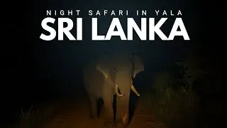 Night Safari | Wildlife Sri Lanka | Silent nature vlog