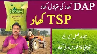 TSP (triple super phosphate) fertilizer comparison with DAP fertilizer | TSP fertilizer use in crops