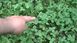 Uncle Milo Explains - # 2 - How to Find a 4 leaf clover