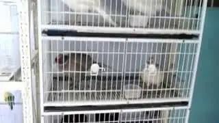Media &copy; FranchExpert.ru: Bird Shop Ras Al Khaimah