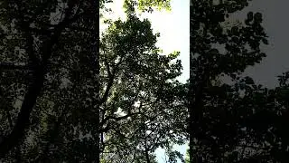 #Под_сенью_яблонь_Дьяковского_сада#video#news#live#viral#games#like#garden #art #travel