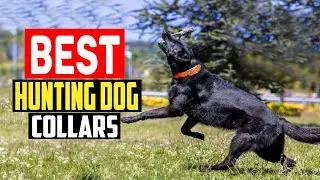 ✅Top 5 Best Hunting Dog Collars in 2025