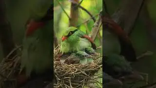 Wildlife video #shorts #ytshorts #viralshorts #wildlife #animal #bird #discovery #bbc
