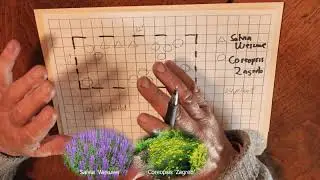 CREATING PLANT PATTERNS  Ep. #26