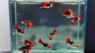 exotic tone guppy- koi balloon ribbon fin