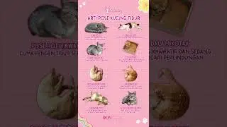 ARTI POSISI TIDUR KUCING! | Radio Kucing #shorts