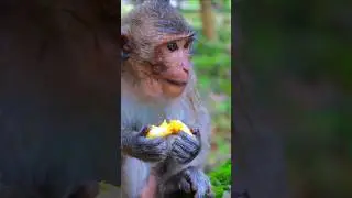Adorable An Adult Monkey Eating Banana