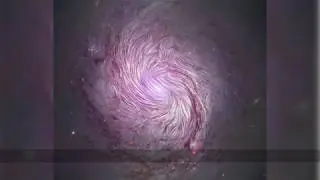 The Magnetic Fields of Spiral Galaxy M77 / GALAXY GALLERY