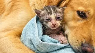 Dog Keeps Hugging Crying Kitten, When The Vet Realizes WHY he Burst Into Tears!