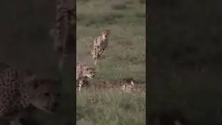 The sprinter is vs the corner specialist #cheetah#vs#rabbit#video#short