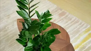 نبات الزاميا