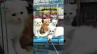 persian kitten medium Court price in Bangladesh 🇧🇩🙀❤️01711467381