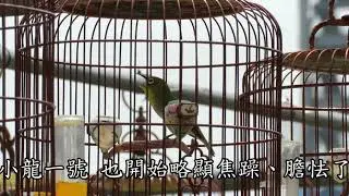溪哥的愛將 - 108年7月豐原雙龍鳥園買的2隻台灣仔綠繡眼幼鳥(成長紀錄)Xī gē de ài jiàng - 108 nián 7 yuè yòuniǎo chéngzhǎng jìlù