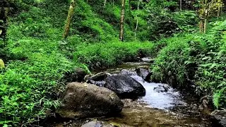 Soothing Forest Sounds with Singing Birds and Murmuring Stream | Relaxing Nature Sounds for Sleep