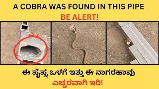 SNAKE RESCUE #247
