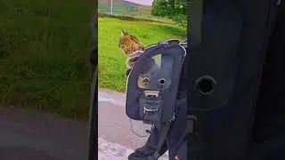 Taking the cat for a walk..