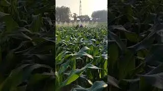 Agriculture Techniques Spraying The Corn Field #satisfying #short