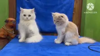 Beautiful Kittens Playing On The Grass Lovely Cat , Beautiful Cat Videos 