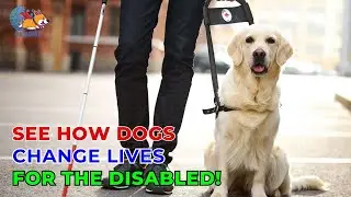 See How Dogs Change Lives for the Disabled!  - Ani Training - Global Dog Training