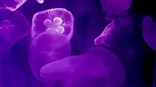 Purple Jellyfish Aquarium | Soothing Ambient Sleep Music | 10 Hours