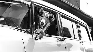 Lassie stunts ep 2 Cars and trains