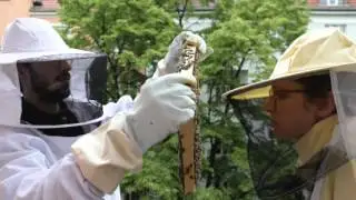 Schwarmvorwegnahme mit der BienenBox | BienenBox.de