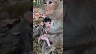 Feeding Animals, Cute Baby Animal #shorts