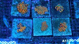 Stock Spotlight: ECC Gatorade Zoanthid Frag