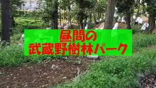 昼間の武蔵野樹林パークはこんな感じ（エイリアンの卵ｗ）