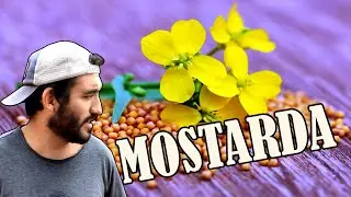 Benef&iacute;cios da Mostarda (Sinapis alba) - Hoje no Mato