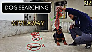Training your dog advance searching / Sniffing / Find hidden things 4K HINDI