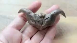 Bat Nuts,Water Caltrops, Trapa bicornis