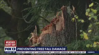 Preventing tree fall damage | FOX 13 News