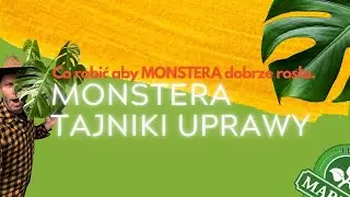 MONSTERA jak opanować GIGANTA, podłoże, sadzonki, podpora🪴