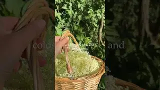 Elderflower health benefits #herbalmedicine