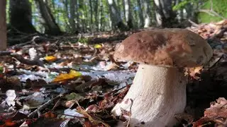 FUNGHI PORCINI SETTEMBRE 2020 - Scoperta una nuova specie: BOLETUS GELIDUS