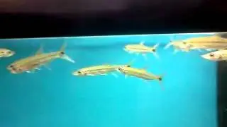 Barracuda at local pet shop (fresh water ?)