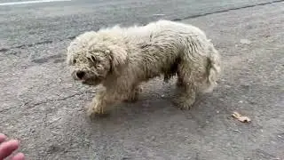 一只落魄的比熊在街上独自流浪，想要救助却无法靠近，可怜的狗狗