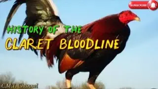 Происхождение и история кур линии Claret #петух #курица ##clarets