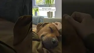Time flies. Enjoying every moment we have together. #puppyshorts #ridgeback #lifelessons