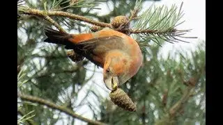 Parrot Crossbills. Swinley Forest, Berkshire. 28/11/17