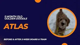 Atlas - 5 month old Golden Doodle | 2-Week Board and Train | Pittsburgh