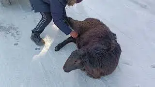 Продан очередной баранчик в моём хозяйстве,т.89192404323