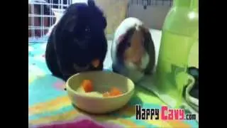 Guinea Pigs Eating Apricot [Happy Cavy]