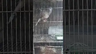 terkukur 2kuk asli gacor utk aduan dan bapakan