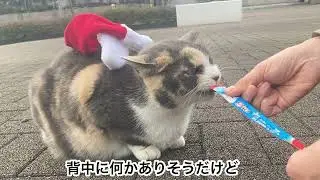 としのせ軽やかはなちゃん😸🎄#313